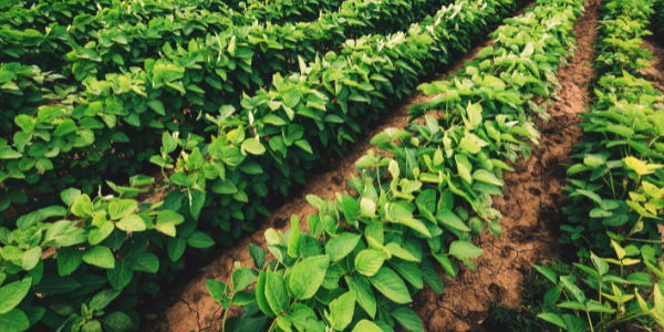 soybean field